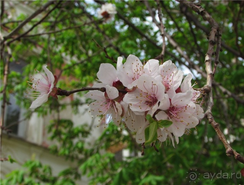 Вольск под облаками
