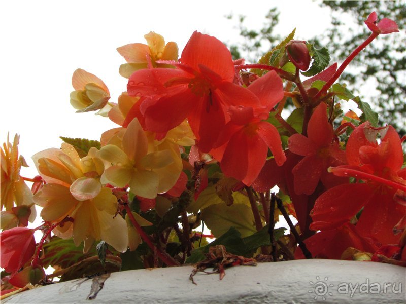 «Дворцов и замков свет…». Часть 1