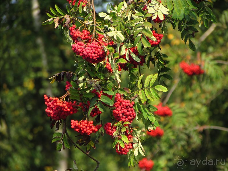 «Дворцов и замков свет…». Часть 1
