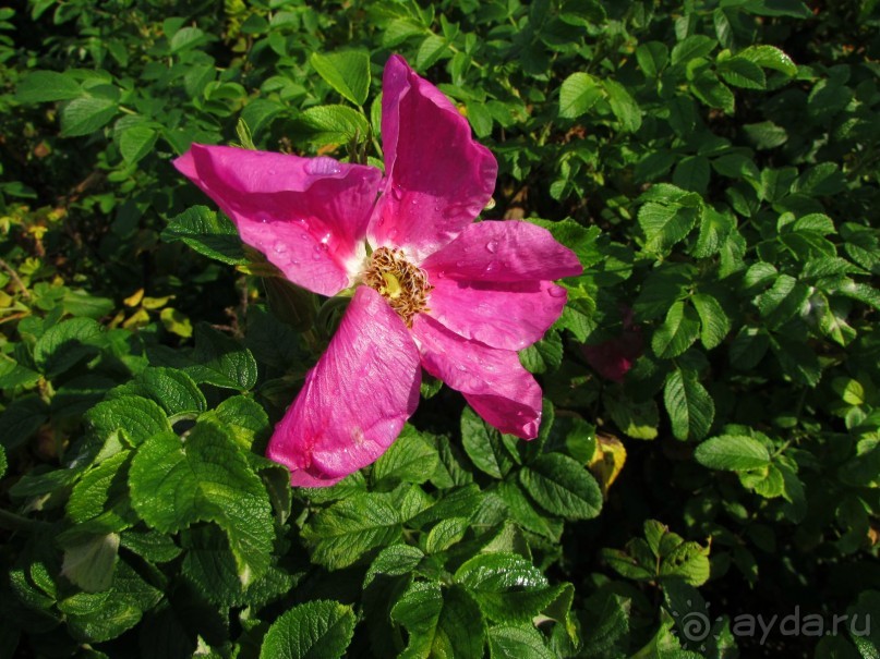 «Дворцов и замков свет…». Часть 1