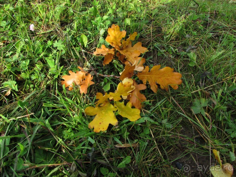 «Дворцов и замков свет…». Часть 1