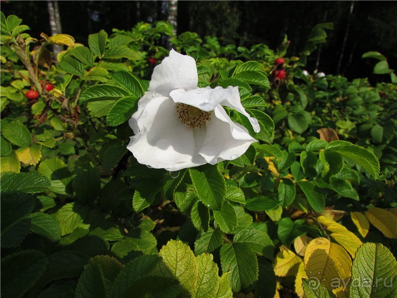 «Дворцов и замков свет…». Часть 1