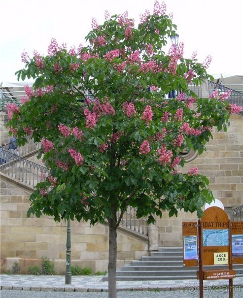 Прага во сне и наяву