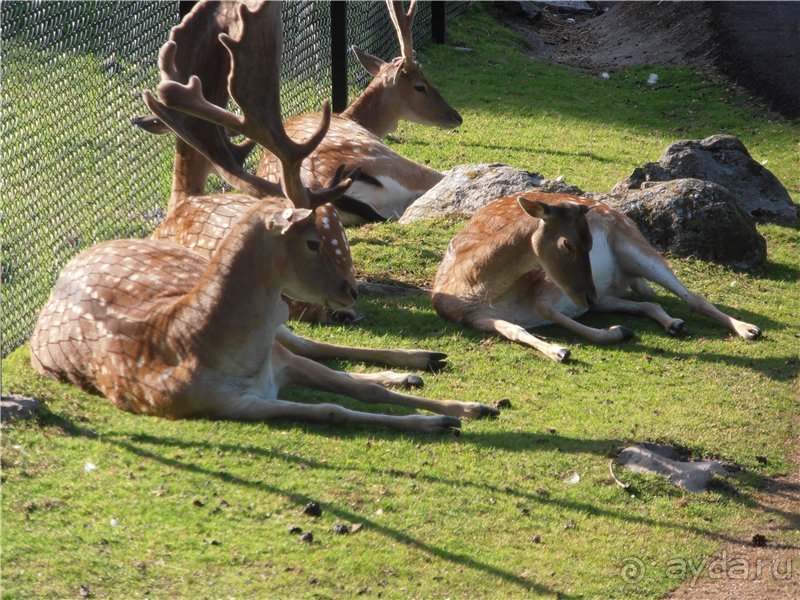 Каникулы в Гётеборге, или Всё лучшее - детям