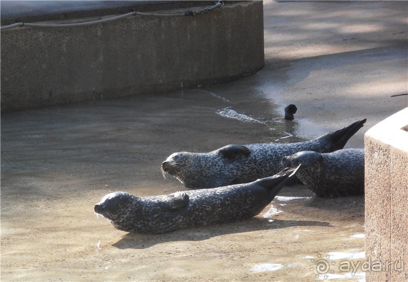 Каникулы в Гётеборге, или Всё лучшее - детям