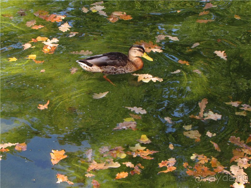 Альбом отзыва "Радуга Петергофа"