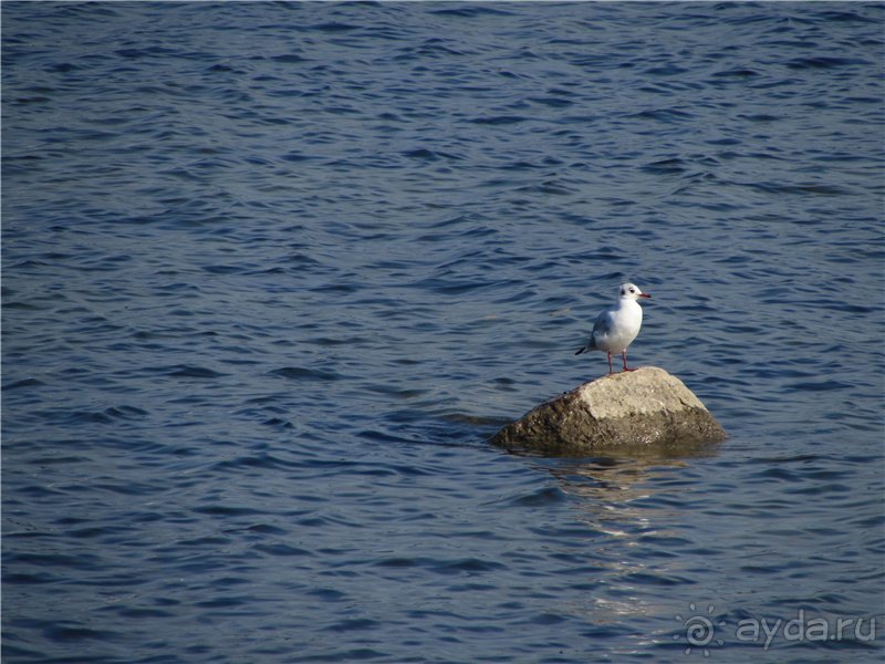 Альбом отзыва "Радуга Петергофа"