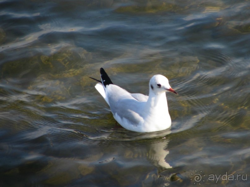 Альбом отзыва "Радуга Петергофа"