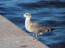Стокгольм - солнечный город