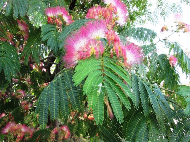 Греческие каникулы