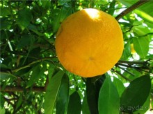 Греческие каникулы