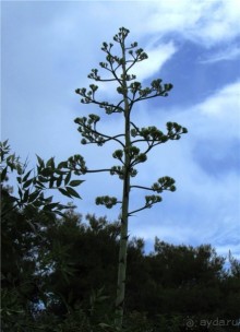 Греческие каникулы