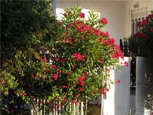 Греческие каникулы