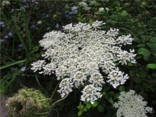 Греческие каникулы