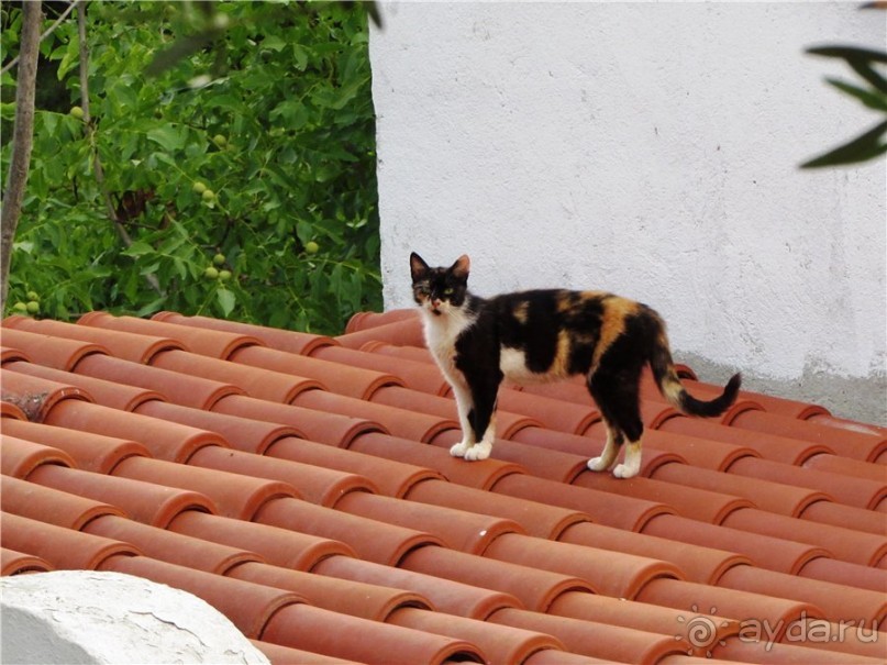 Греческие каникулы