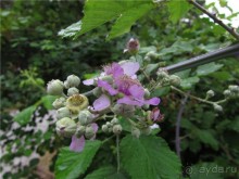 Греческие каникулы