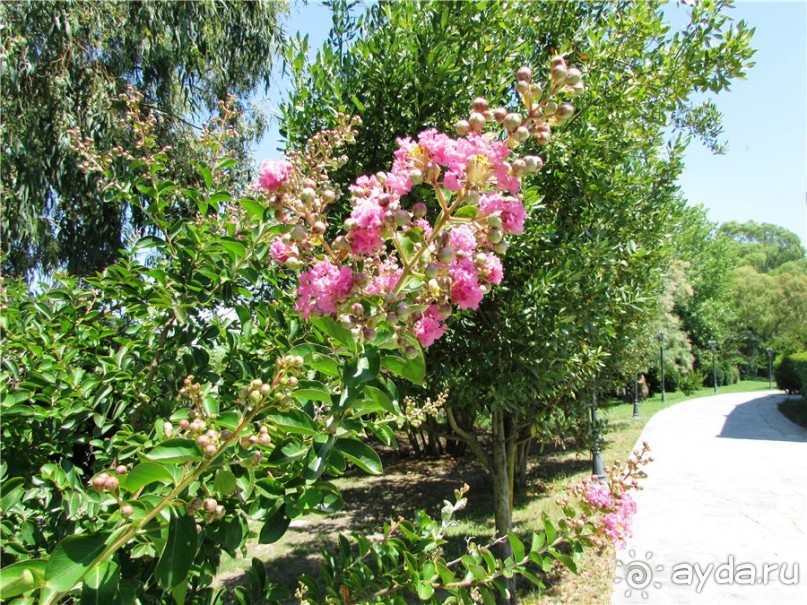 Греческие каникулы