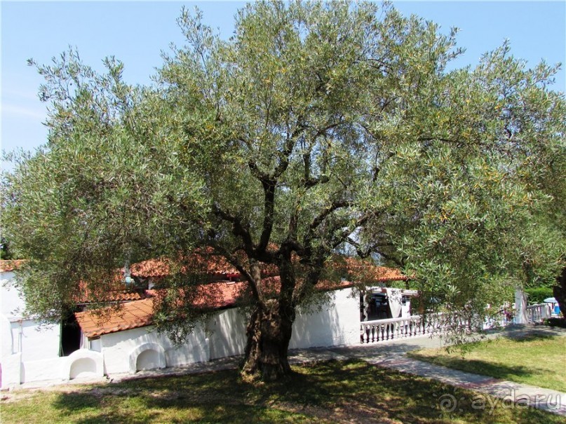 Греческие каникулы