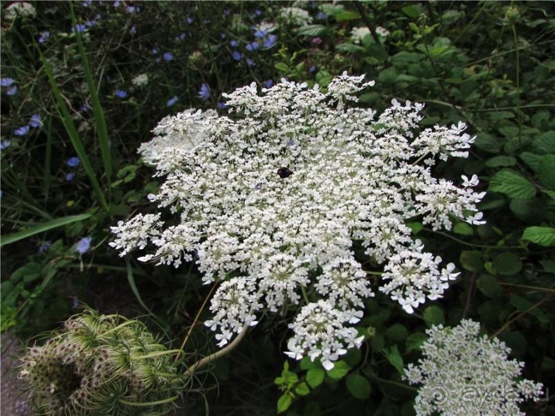 Греческие каникулы