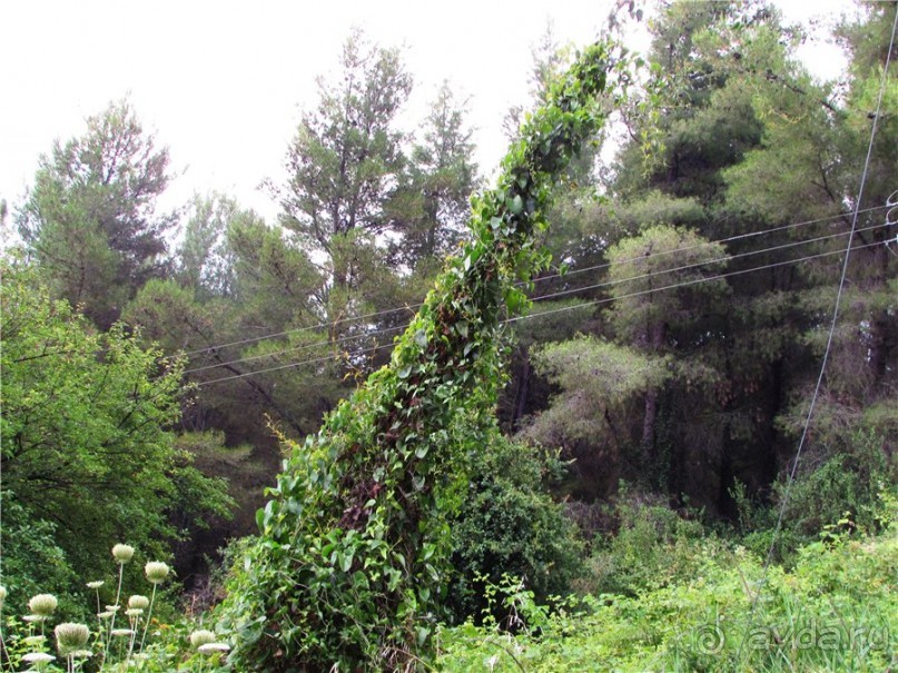 Греческие каникулы