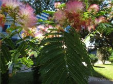 Звезда Востока