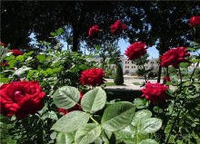 Звезда Востока