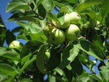 Звезда Востока