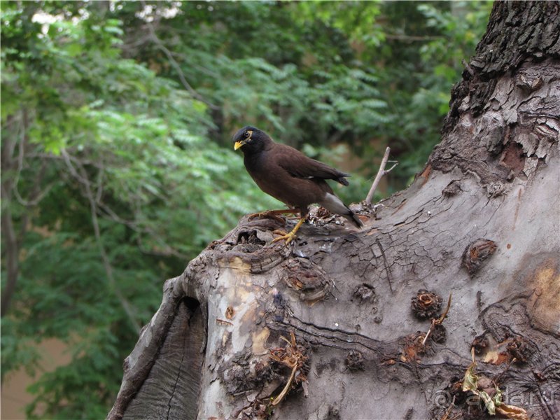 Звезда Востока