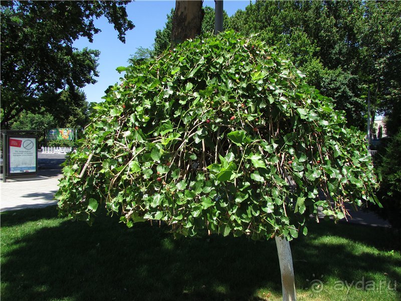 Звезда Востока