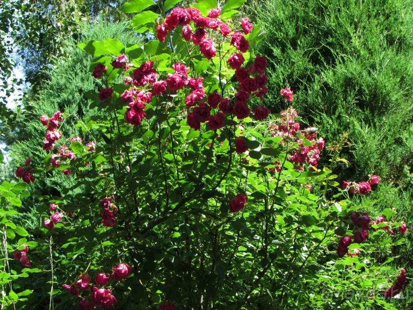 Звезда Востока