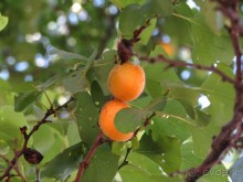 Звезда Востока