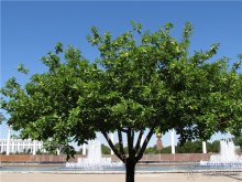 Звезда Востока