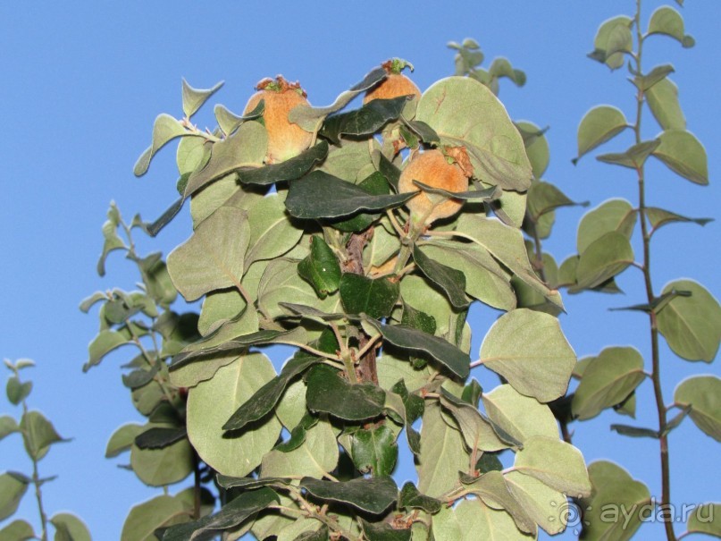 Звезда Востока