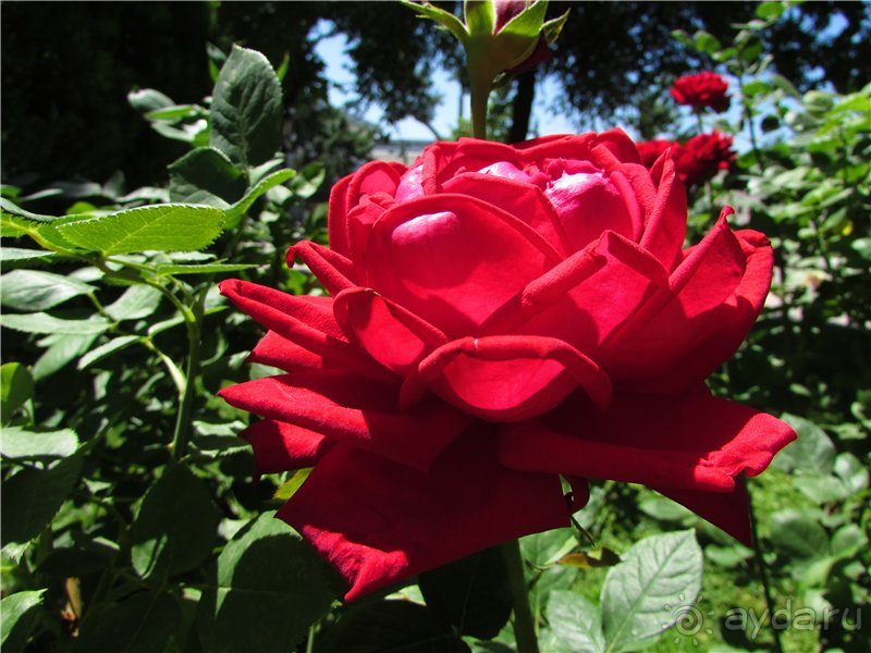 Звезда Востока