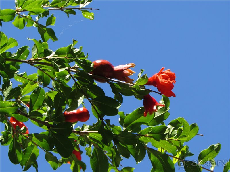 Звезда Востока