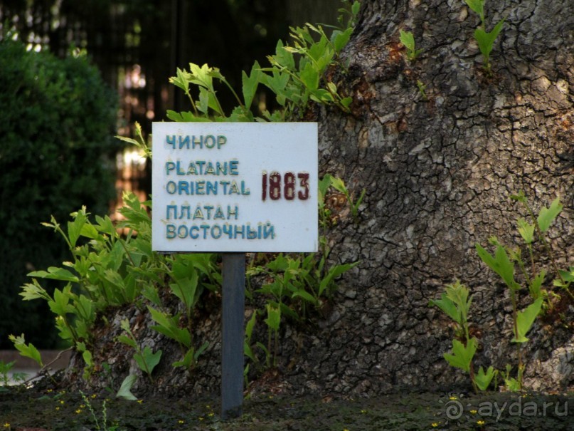 Звезда Востока