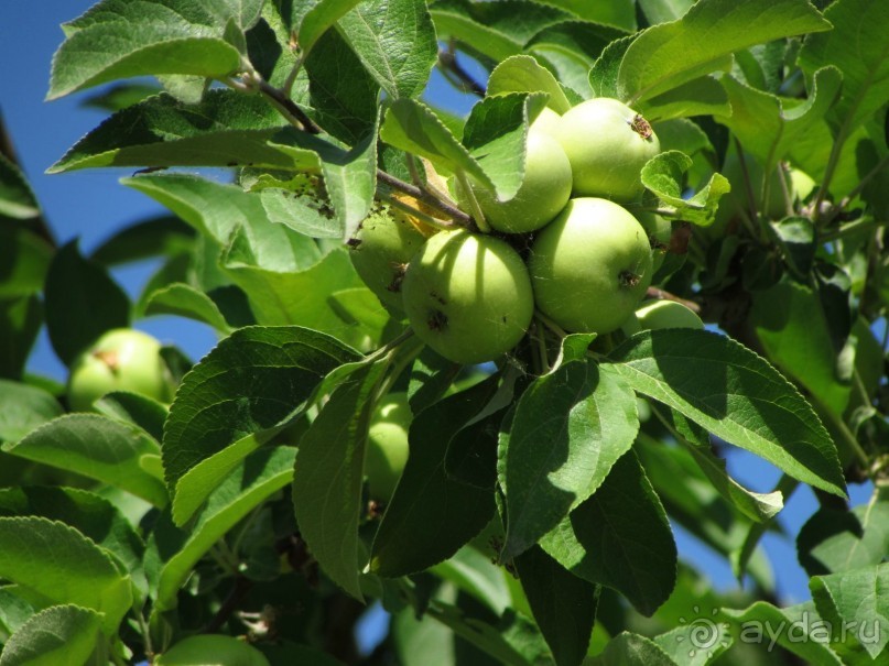 Звезда Востока