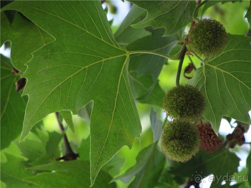 Звезда Востока