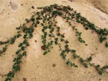 Цветные пески Поволжья