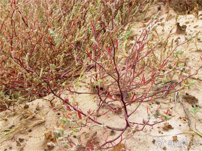 Цветные пески Поволжья
