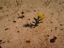 Цветные пески Поволжья