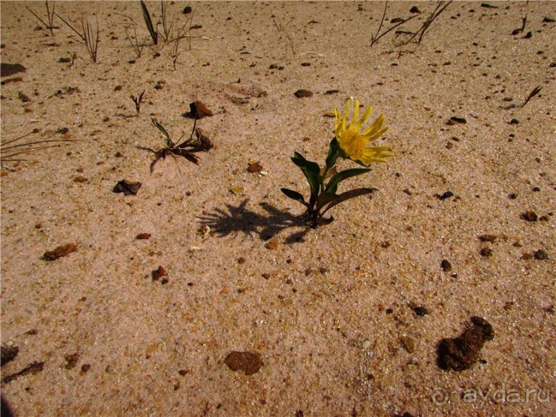 Цветные пески Поволжья
