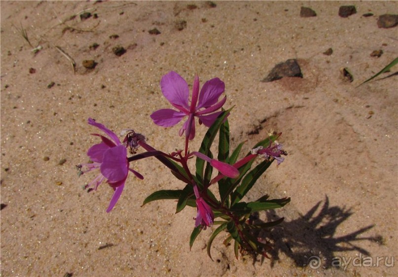 Цветные пески Поволжья