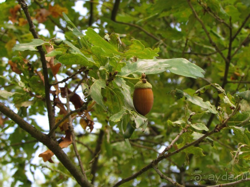 Альбом отзыва "«Дворцов и замков свет…». Часть 2"