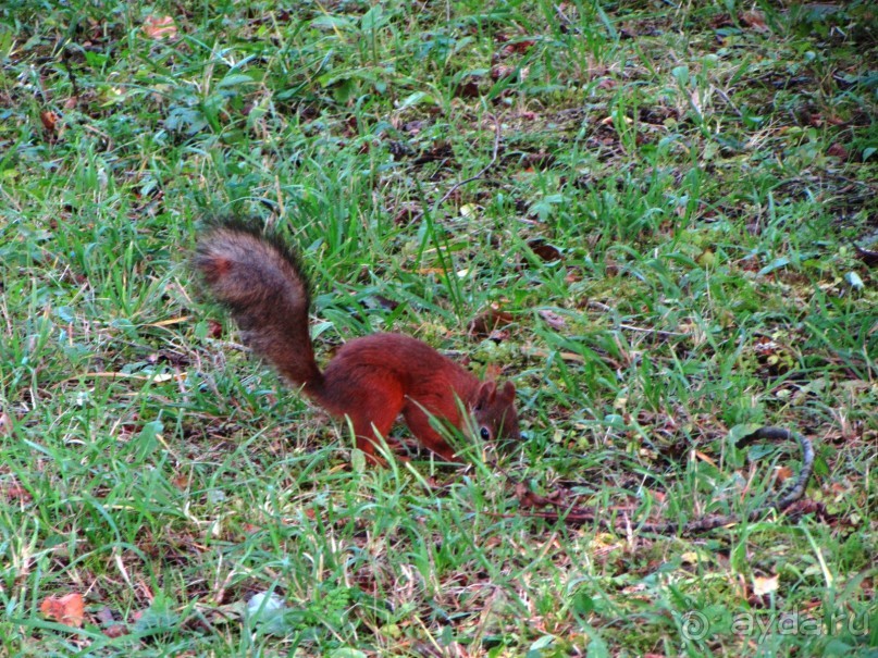 «Дворцов и замков свет…». Часть 2