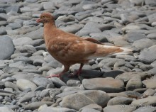 Море, пляж, вокзал