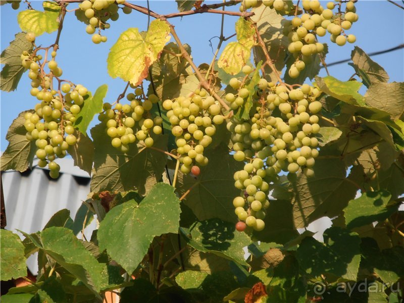 Море, пляж, вокзал