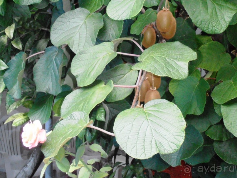 Море, пляж, вокзал