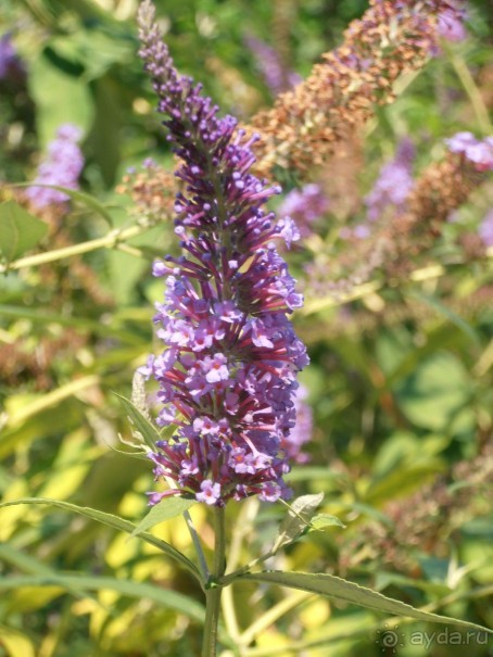 Море, пляж, вокзал