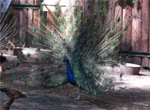 И даже в Пензе...